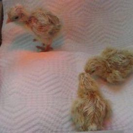 First Farm Babies Image